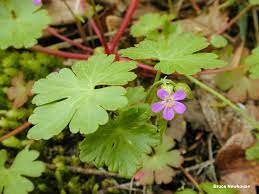 Weeds pose a serious problem in the south african sugar industry and, in extreme cases, can lead to complete crop failure. Shiny Geranium Identification And Control Geranium Lucidum King County