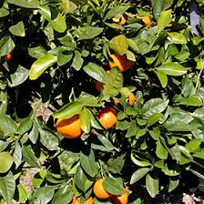 Image result for Citrus reticulata