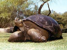 150 Year Old Tortoise Dies At San Diego Zoo Mpr News