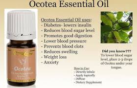 Image result for Ocotea
