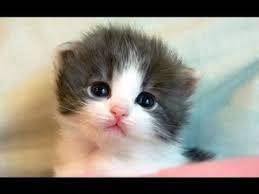 konusan komik kedi youtube kediler ve yavrulari komik hayvan videolari cute kittens
