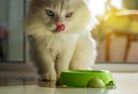 Pilih merk yang mengandung taurin jika kucing anda sedang diet. Cara Tepat Mengganti Merk Makanan Kucing Persia