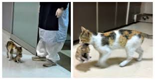 Stray Cat Carries Her Sick Kitten Into Istanbul Hospital For Help In 2020 Sick Kitten Stray Cat Animal Rescue Center