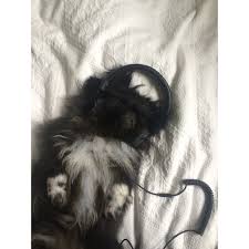 Black And White Pekingese Pin By Joyce Villano On Japanese Chin Pekingese Puppies Pekingese Japanese Chin