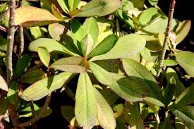 Image result for Euphorbia umbellata