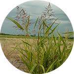 Image result for Eragrostis botryodes