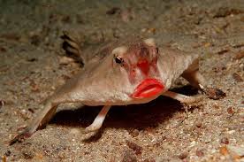 This must have been a difficult list to compile. 61 Strangest Animals On Earth That You Probably Don T Know Of Bored Panda