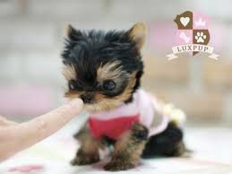 Small Puppies 1407305698 Jpg 515 386 Cute Animals Cute Dogs Baby Animals