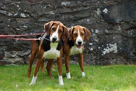Här hittar du alla hundraser som finns i sverige och är registrerade i svenska kennelklubben. Hamilton Laufhund Eigenschaften Und Charakter Hunderasse