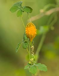 Image result for Momordica balsamina