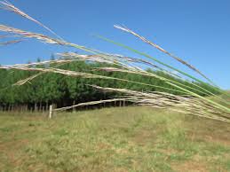 Image result for Aristida pilgeri