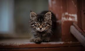Doch auch ernsthafte erkrankungen können blut im harn verursachen. Katze Blut Im Urin Stuhl Ursachen Hilfe