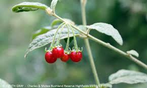 Image result for Secamone parvifolia