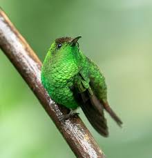 Image result for Trochomeria subglabra