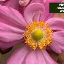 How To Grow Japanese Anemones Japanese Anemone Propagating Plants Anemone