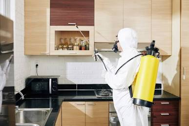 Kitchen pest spray application, AI generated