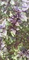 Image result for Ocimum angustifolium