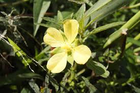 Image result for Ludwigia octovalvis