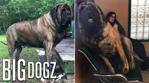 The size of the mastiff is what you'd call sexually dimorphic, which refers to a difference. Our Giant 250lb Mastiff Is Built Like A Wrestler Big Dogz Youtube