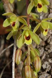Cymbidium Suave Is One Of The Three Epiphytic Cymbidium Species That Are Located On The Australia Continent Cymbidium Orchids Beautiful Orchids Orchids