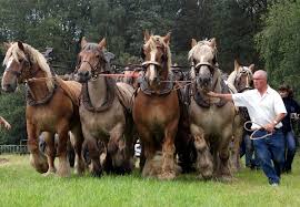 The belgian or belgian draft, french: 16 Belgian Draft Horses Horses