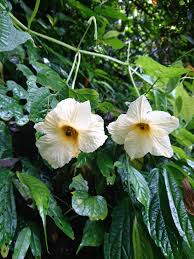 Image result for Momordica pterocarpa