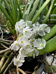 Image result for Podangis dactyloceras