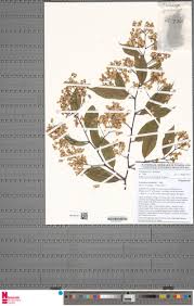 Image result for Securidaca welwitschii