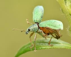 Black And Yellow Striped Caterpillar Michigan Green Immigrant Leaf Weevil Taking Flight Weevils Macro Lens Upper Peninsula
