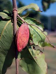 Image result for Terminalia macroptera