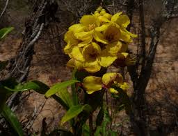 Image result for Acridocarpus natalitius