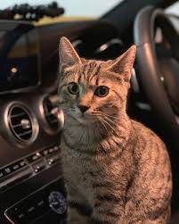 去街街 精神 皮皮 喵 皮皮的小日子 貓 喵星人 寫真 日常生活 meow cute cutecats omg cat catlover cats cats of world 踩奶猫 可愛 賣萌 撒嬌 撒嬌 e