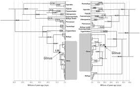 All members and people appearing on this site are 18 years of age or older. Evolutionary Relationships Biogeography And Morphological Characters Of Glinus Molluginaceae With Special Emphasis On The Genus Composition In Sub Saharan Africa