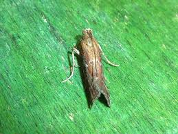 Image result for Delplanqueia inscriptella