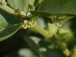 The flagship herb of ayurveda supports healthy adrenal function, energy, and mental focus. Ashwagandha Vs Rhodiola Which One Should You Take