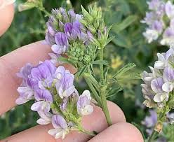 Image result for Medicago sativa