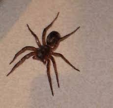 I've probably seen quite a few of these spiders since i've been here in australia on the plus side, wolf spiders are one of the very few creatures that can actually kill cane toads, as 2 days ago, my cat was killed by a wolf spider bite. The Australian Wolf Spider Is It Dangerous