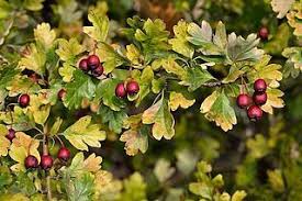 Pin Auf Hexe Heilpflanzen Medicinal Plants