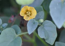 Image result for Physalis viscosa