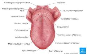 Maybe you would like to learn more about one of these? Anatomi Tubuh Manusia Lidah Dan Struktur Anatominya