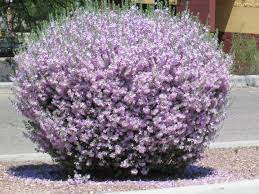 Garden Calendar Plant Shed Sage Bush Texas Sage Drought Tolerant Landscape California