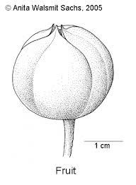 Image result for Shirakiopsis