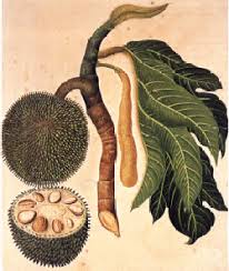Image result for Artocarpus