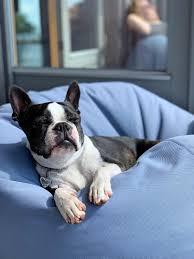 Frenchies, like many other breeds of dog, like to have a safe, confined space to. French Bulldog Crate Training The Best Tips And Tricks French Bulldog Breed