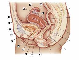 (i) the human female reproductive system which produces eggs is ovary. Chet Rice Terminolog 2 The Female Reproductive System Labeling