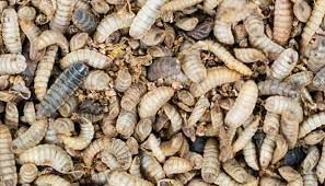 It looks like the compost is getting a decent amount of dry material, but it's hard to know, with all sorts of different people contributing to it on a daily basis. Maggots In Compost Identification Prevention Solutions Whyfarmit Com