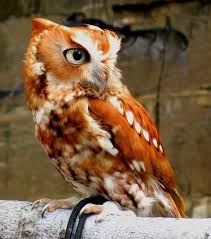 Bird That Sounds Like An Owl In The Morning Pellet Eastern Screech Owl Screech Owl Owl