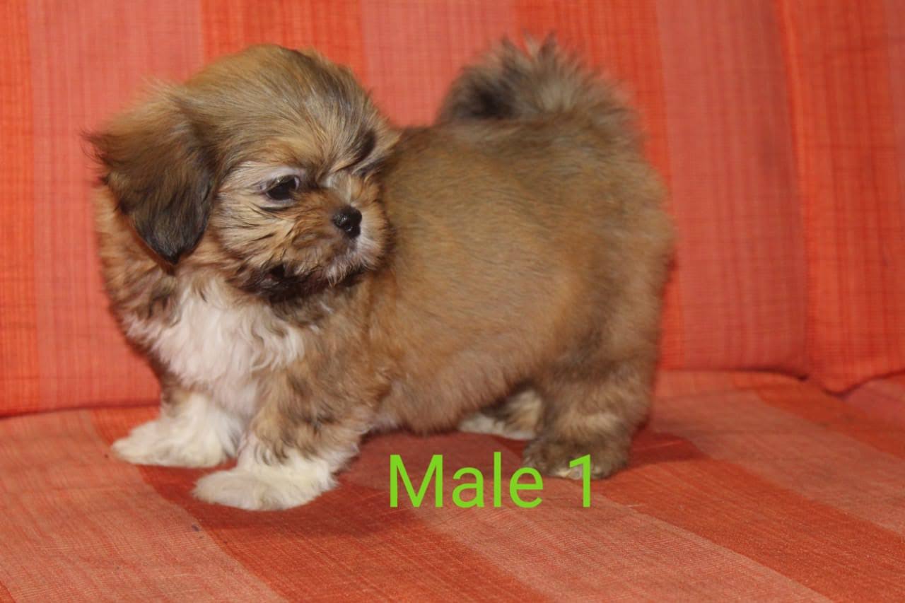 Lhasa apso product image