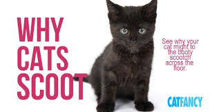 Why Cats Scoot Cat Facts Cat Care Cats