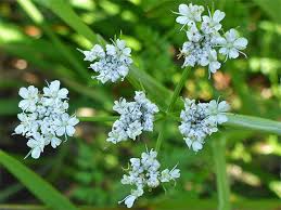 Image result for Oenanthe